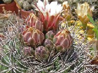Gymnocalycium mostii ssp. valnicekianum FA (also available by 100-1000)